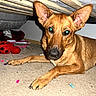 Willow joined the competition — help win amazing prizes! dog, brown_dog, carpet, under_bed, ears, toy, plush_toy, ladybug_toy, indoor, pet, animal, floor, looking_at_camera, lying_down, flash, eyes_reflection, nails, curious, household, bed_frame