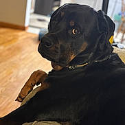 Bruno joined the competition — help win amazing prizes! dog, rottweiler, pet, indoor, couch, furniture, animal, canine, black, tan, fur, paw, collar, looking_back, relaxed, home, wooden_floor, portrait, closeup, companion