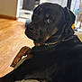 dog, rottweiler, pet, indoor, couch, furniture, animal, canine, black, tan, fur, paw, collar, looking_back, relaxed, home, wooden_floor, portrait, closeup, companion