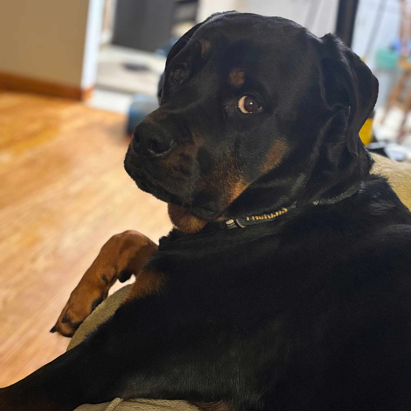 Bruno joined the competition — help win amazing prizes! animal, black, canine, closeup, collar, companion, couch, dog, fur, furniture, home, indoor, looking_back, paw, pet, portrait, relaxed, rottweiler, tan, wooden_floor