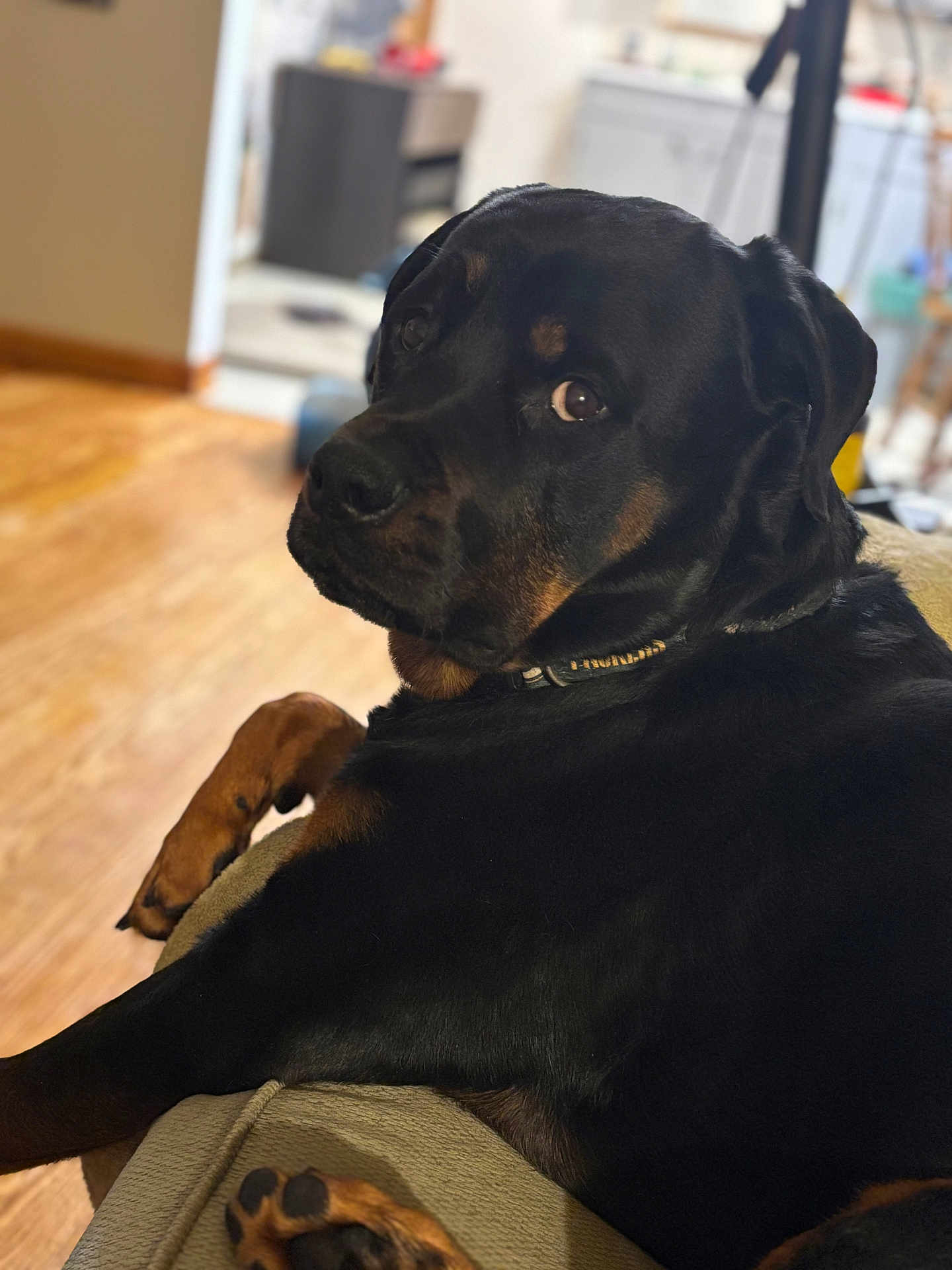Bruno joined the competition — help win amazing prizes! dog, rottweiler, pet, indoor, couch, furniture, animal, canine, black, tan, fur, paw, collar, looking_back, relaxed, home, wooden_floor, portrait, closeup, companion