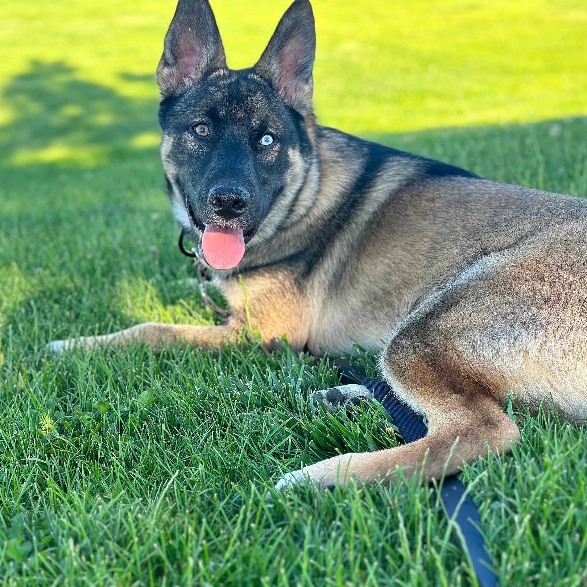 Enzo is registered to the contest to win money with this photo: animal, ball, bodypart, canine, dog, field, germanshepherd, grass, grassland, husky, lawn, mouth, nature, outdoors, person, pet, plant, policedog, puppy, tongue