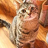 animal, cat, closeup, curious, cute, domestic, ears, eyes, face, floor, fur, home, indoor, pet, shelf, shoes, sitting, tabby, whiskers, wooden_floor