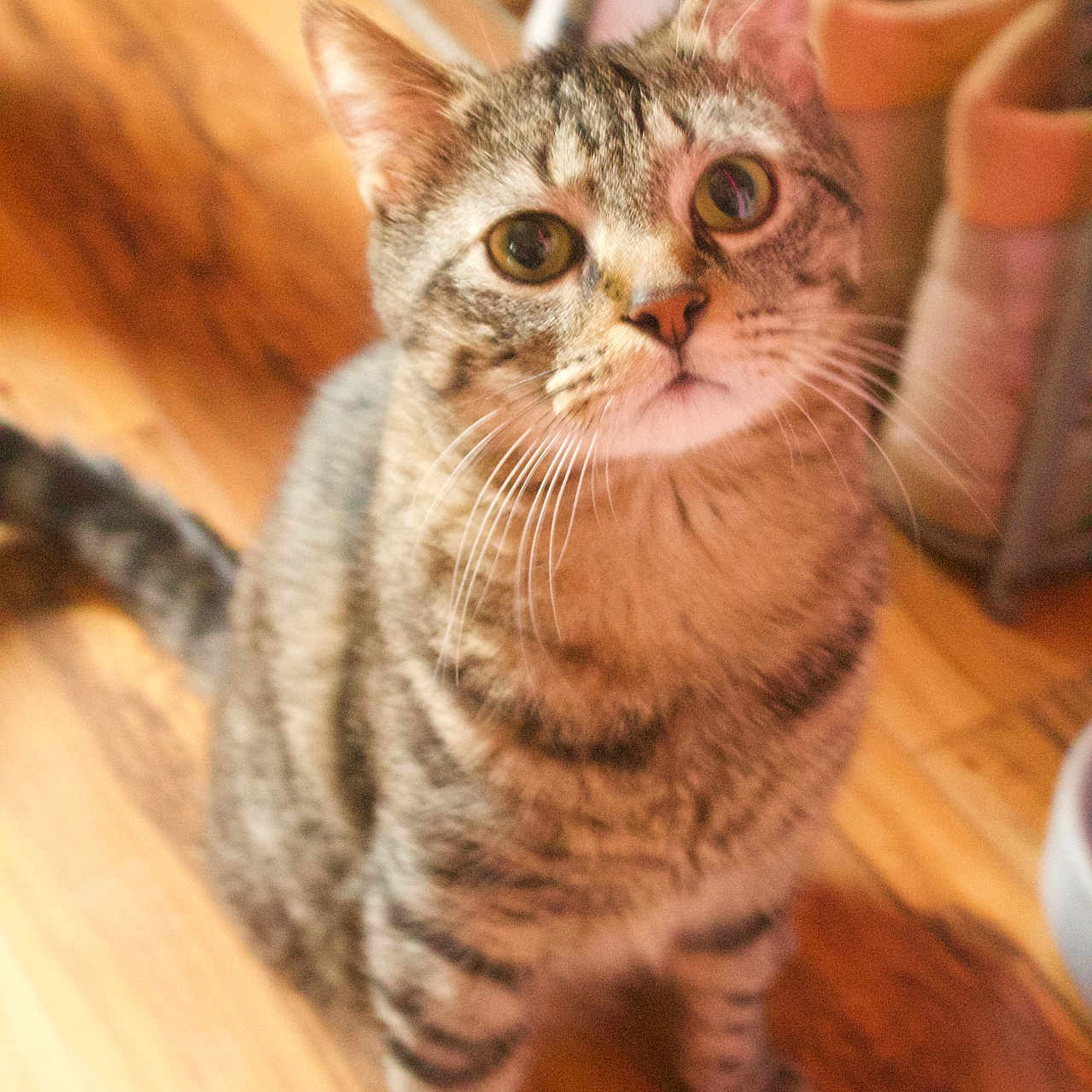Missy