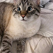 Binx is registered to the contest to win money with this photo: cat, feline, pet, close_up, blue_eyes, fur, whiskers, bed, blanket, indoor, curious, animal, tabby, striped, cute, portrait, resting, soft_texture, domestic_cat, mammal