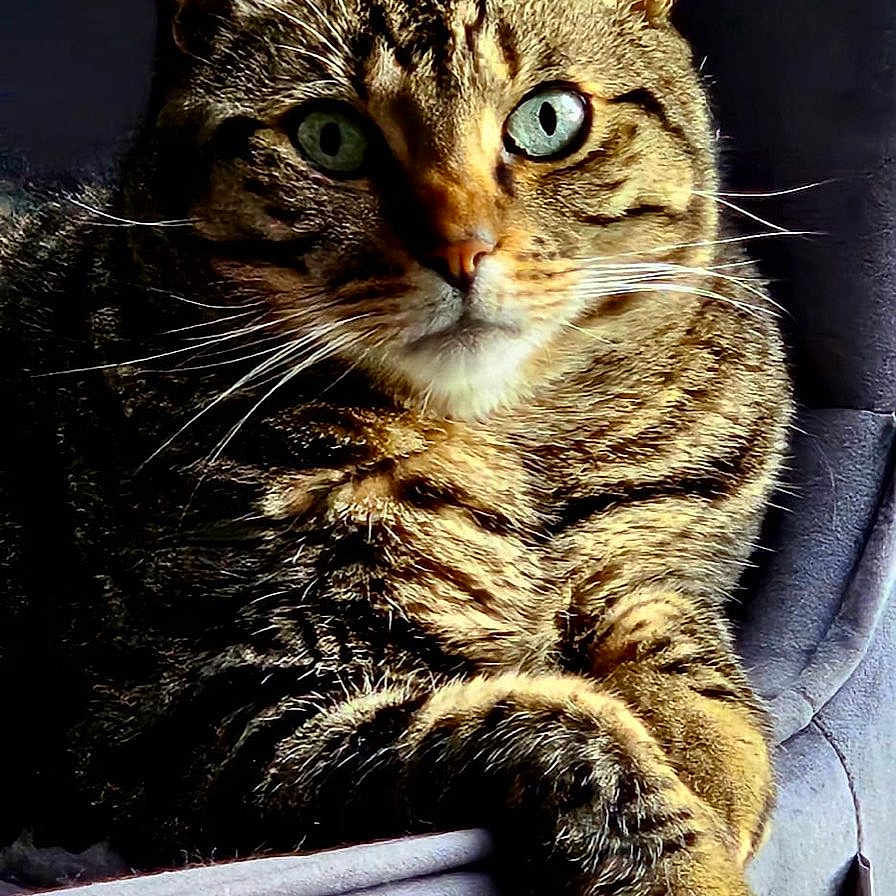 Simba participe au concours pour gagner de l'argent avec cette photo : animal, cat, chair, closeup, cozy, cute, domestic, eyes, feline, fur, indoor, mammal, paw, pet, portrait, relaxed, resting, seat, tabby, whiskers