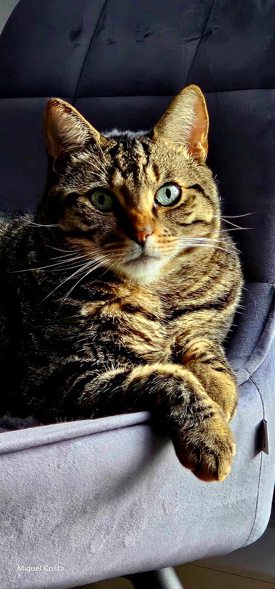 Simba participe au concours pour gagner de l'argent avec cette photo : cat, tabby, animal, pet, feline, chair, indoor, fur, whiskers, eyes, relaxed, portrait, closeup, domestic, cozy, resting, cute, mammal, paw, seat