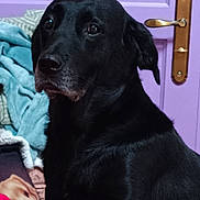 Rebelle a rejoint le concours — aidez-le/la à gagner de superbes lots ! black_dog, blanket, calm, canine, closeup, comfort, companion, dog, domestic_animal, fur, hand, household, indoor, paw, person, pet, pink_blanket, purple_door, resting, ring
