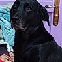 black_dog, blanket, calm, canine, closeup, comfort, companion, dog, domestic_animal, fur, hand, household, indoor, paw, person, pet, pink_blanket, purple_door, resting, ring