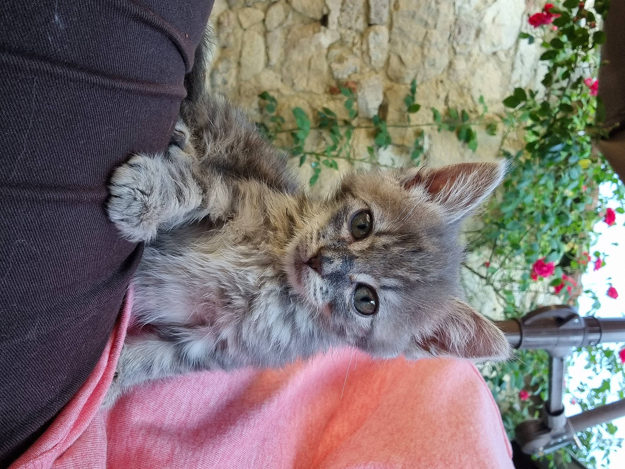 Chance participe au concours pour gagner de l'argent avec cette photo : canidae, carnivore, cat, chair, christmas, claw, comfort, devon_rex, domestic_short_haired_cat, fawn, felidae, fur, holiday, paw, plant, small_to_medium_sized_cats, snout, tail, tree, whiskers