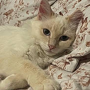 Luna is registered to the contest to win money with this photo: cat, cream_colored, fluffy, pet, animal, indoor, blanket, patterned_textile, close_up, relaxed, cute, feline, whiskers, ears, paw, resting, fur, cozy, bedroom, soft_lighting