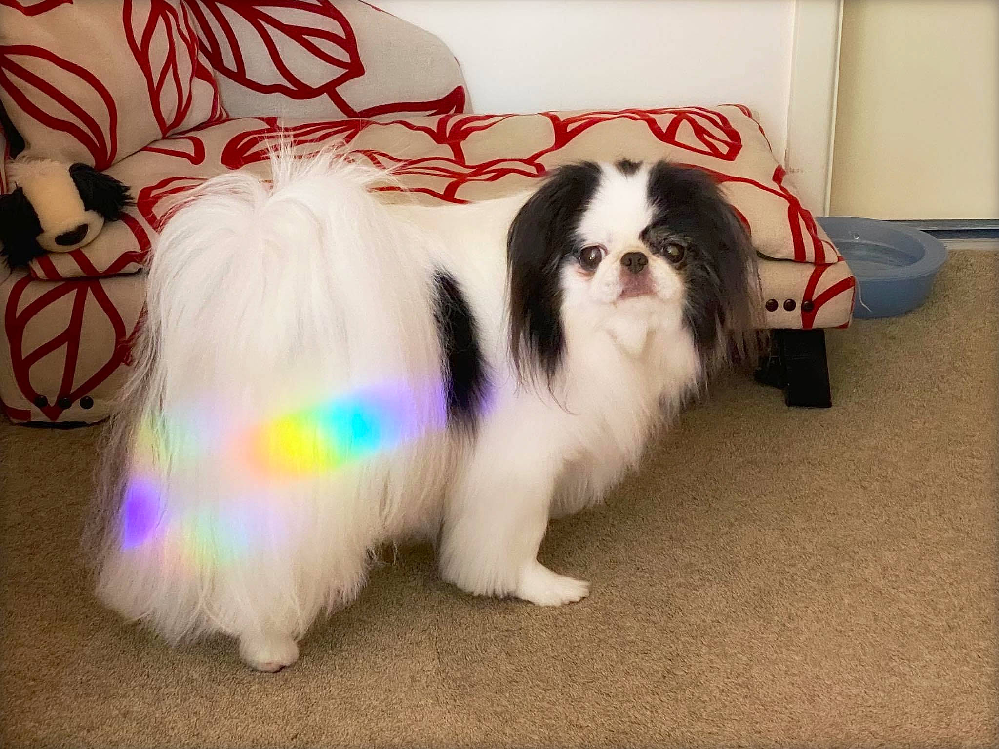 Daisy Mae joined the competition — help win amazing prizes! canidae, carnivore, companion_dog, dog, dog_breed, dog_supply, event, fur, japanese_chin, king_charles_spaniel, liver, non_sporting_group, papillon, snout, sporting_group, tail, toy_dog, working_dog