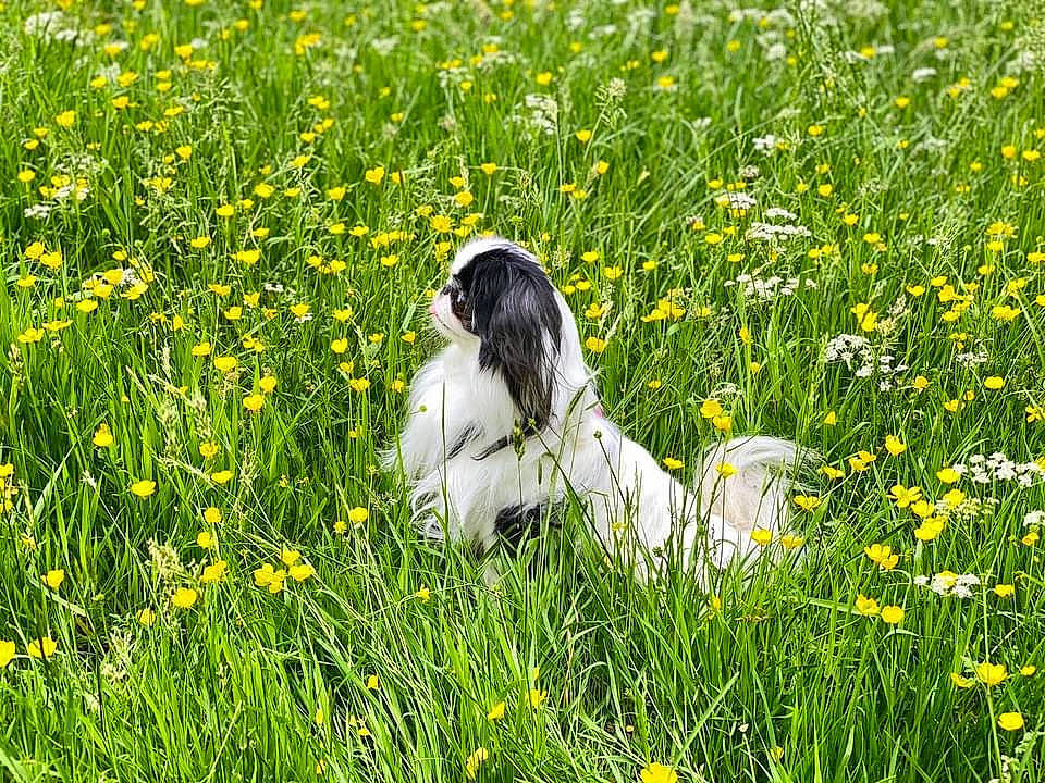 Daisy Mae is registered to the contest to win money with this photo: agriculture, camomile, field, flower, flowering_plant, grass, grass_family, grassland, groundcover, happy, lawn, meadow, natural_environment, natural_landscape, pasture, people_in_nature, plant, prairie, summer, yellow
