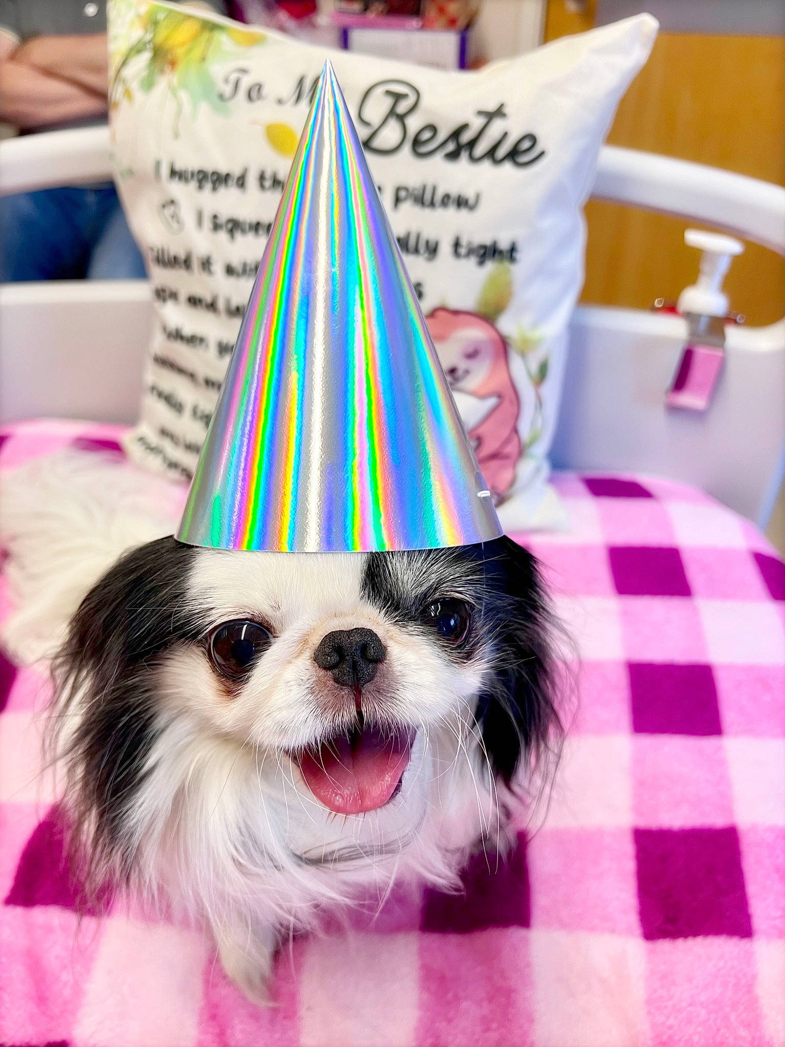 Daisy Mae is registered to the contest to win money with this photo: carnivore, companion_dog, cone, dog, dog_breed, dog_supply, event, fashion_accessory, fawn, fur, linens, party_hat, pattern, pink, tartan, toy_dog, triangle, whiskers, white, working_animal