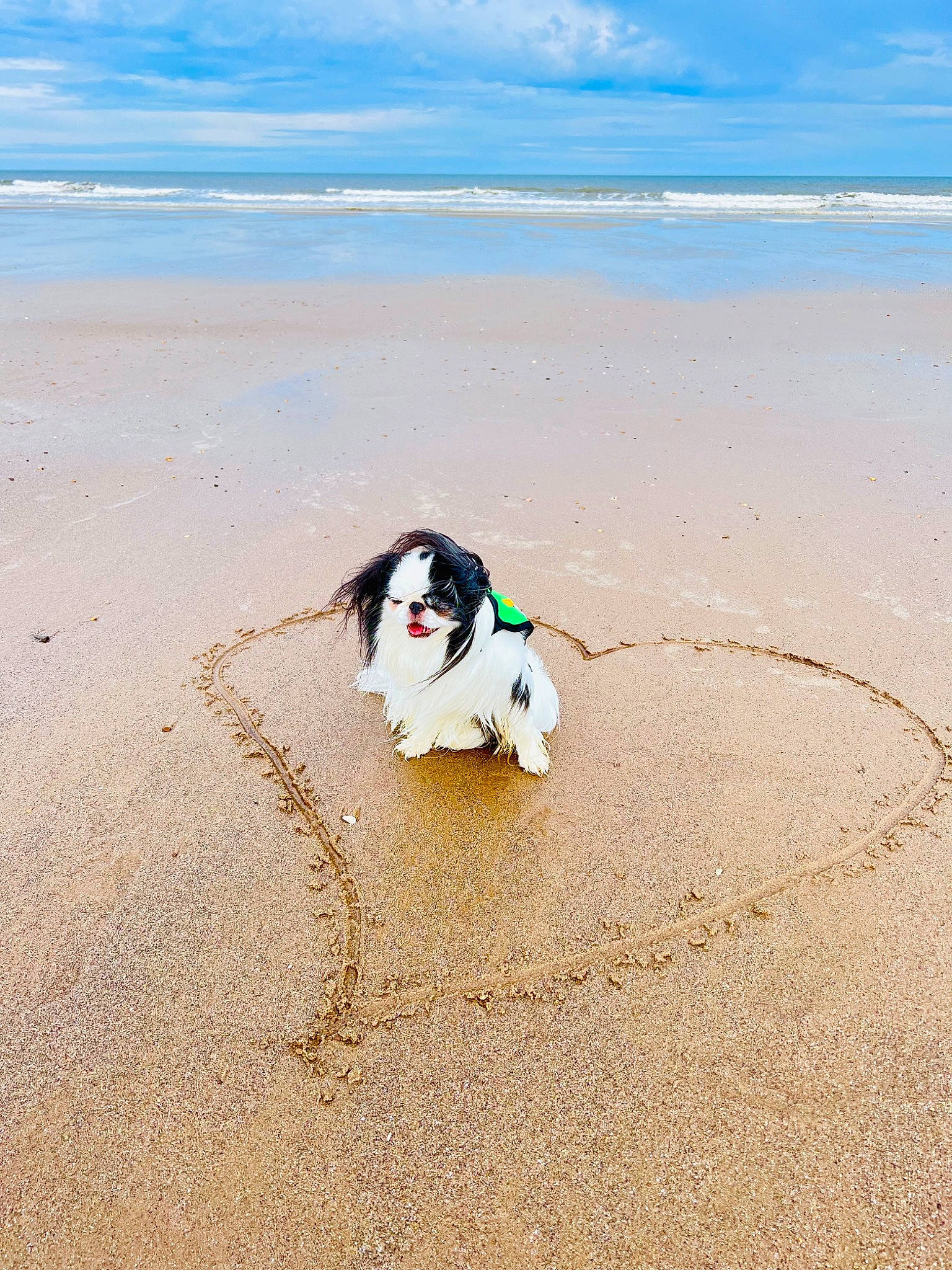 Daisy Mae joined the competition — help win amazing prizes! azure, beach, carnivore, cloud, coastal_and_oceanic_landforms, companion_dog, dog, dog_breed, fun, happy, horizon, landscape, leisure, sand, shore, sky, sporting_group, water, wind, wind_wave