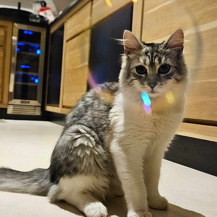 Nala a rejoint le concours — aidez-le/la à gagner de superbes lots ! animal, architecture, building, cabinet, cat, closet, cupboard, drawer, face, furniture, head, indoors, interiordesign, lighting, outdoors, person, pet, photography, shelter, wood