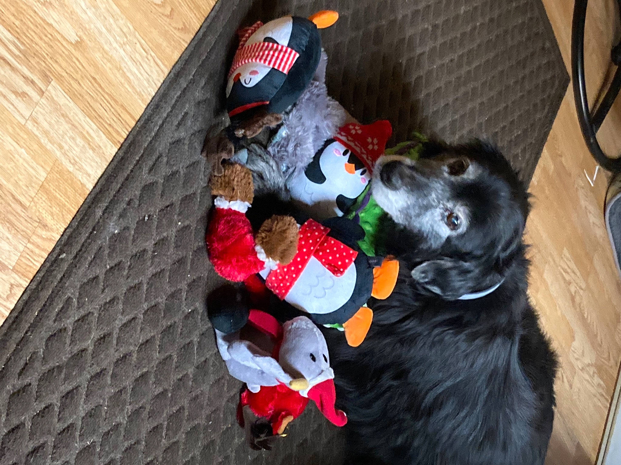 Charity is registered to the contest to win money with this photo: canidae, carmine, carnivore, companion_dog, dog, dog_breed, dog_supply, flooring, fur, guard_dog, hardwood, non_sporting_group, sporting_group, stuffed_toy, toy, wood