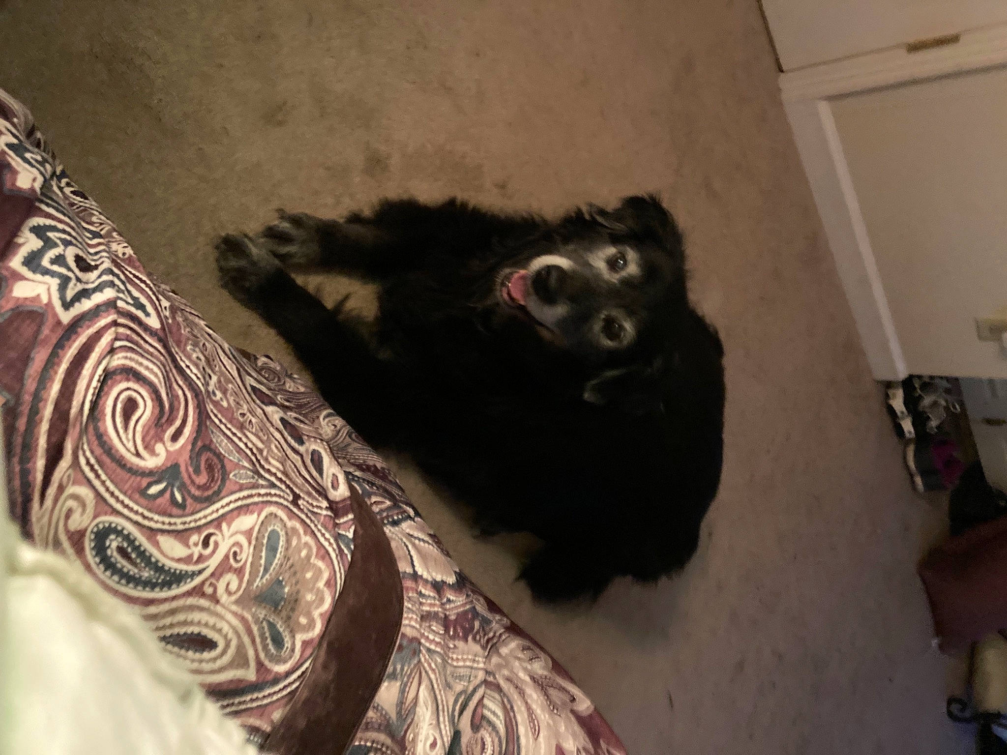 Charity is registered to the contest to win money with this photo: borador, canidae, carnivore, chest, companion_dog, dog, dog_breed, elbow, flesh, fur, human_leg, motif, pattern, room, sleeve, sporting_group, tattoo, temporary_tattoo, visual_arts, working_animal