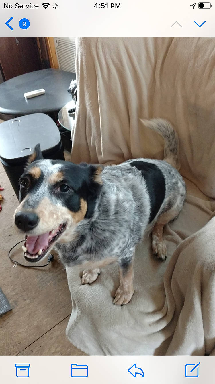 Whaker is registered to the contest to win money with this photo: canidae, carnivore, chair, collar, comfort, companion_dog, couch, dog, dog_breed, dog_supply, koolie, mammal, plant, snout, sporting_group, texas_heeler, working_animal, working_dog