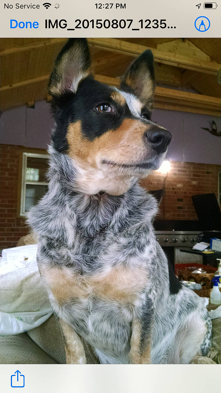 Whaker is registered to the contest to win money with this photo: canidae, carnivore, companion_dog, dog, dog_breed, fawn, fur, herding_dog, sporting_group, tail, terrestrial_animal, texas_heeler, whiskers, window, working_animal, working_dog