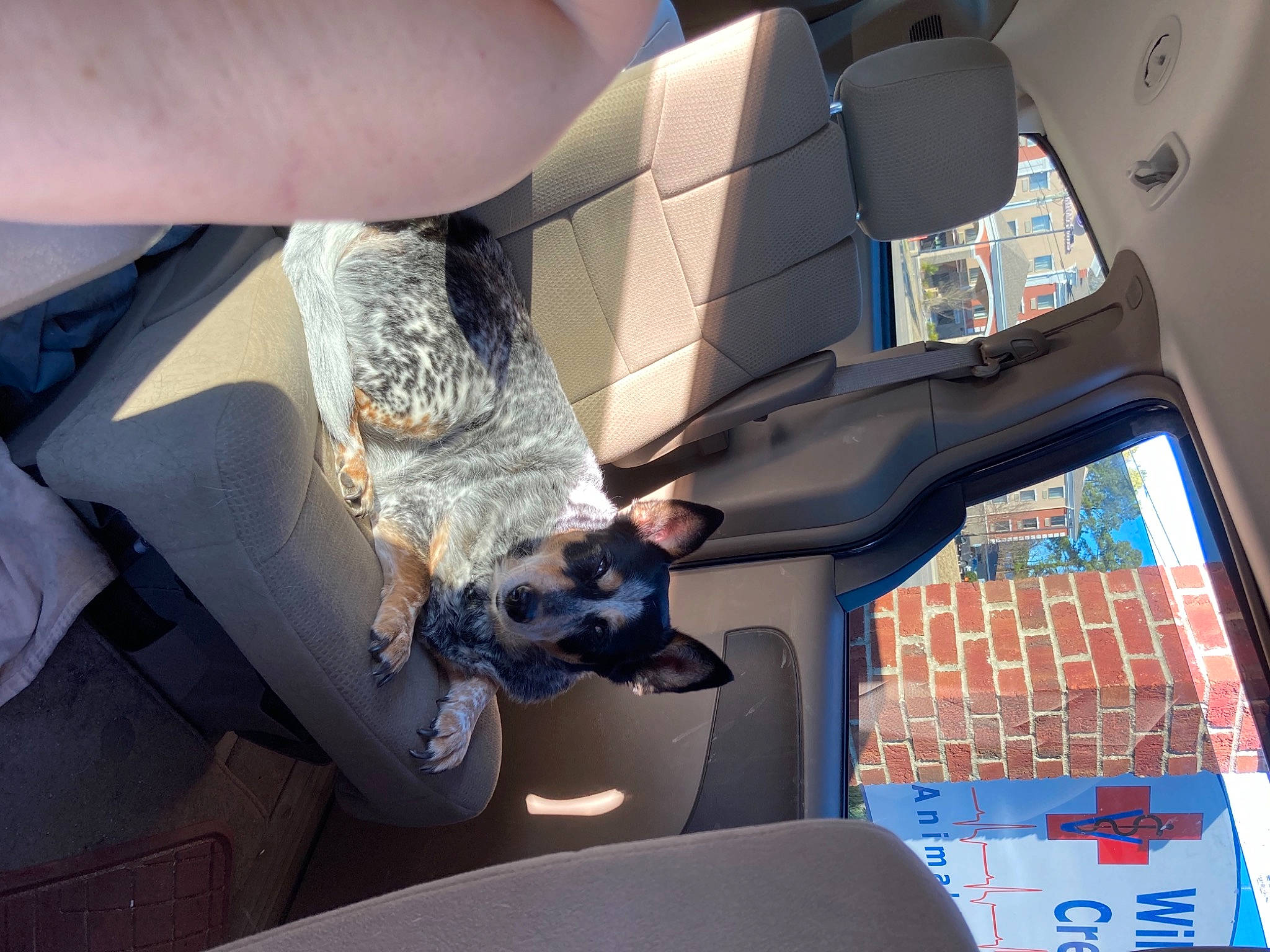 Whaker is registered to the contest to win money with this photo: aerospace_engineering, air_travel, carnivore, comfort, dog, elbow, fish, foot, fun, gesture, human_leg, knee, machine, nail, recreation, room, sporting_group, vehicle_door, world, wrist