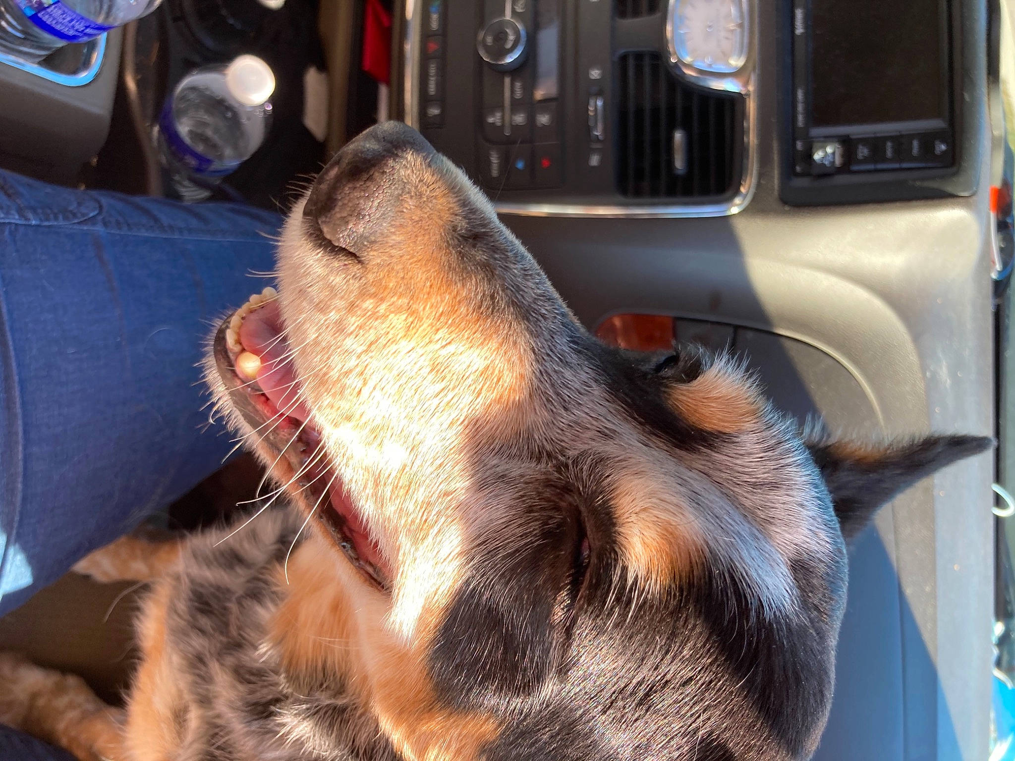 Whaker joined the competition — help win amazing prizes! audio_equipment, canidae, carnivore, claw, dog, dog_breed, fawn, foot, fur, heat, liver, machine, snout, sporting_group, steering_wheel, terrestrial_animal, vehicle, vehicle_door, whiskers, working_animal