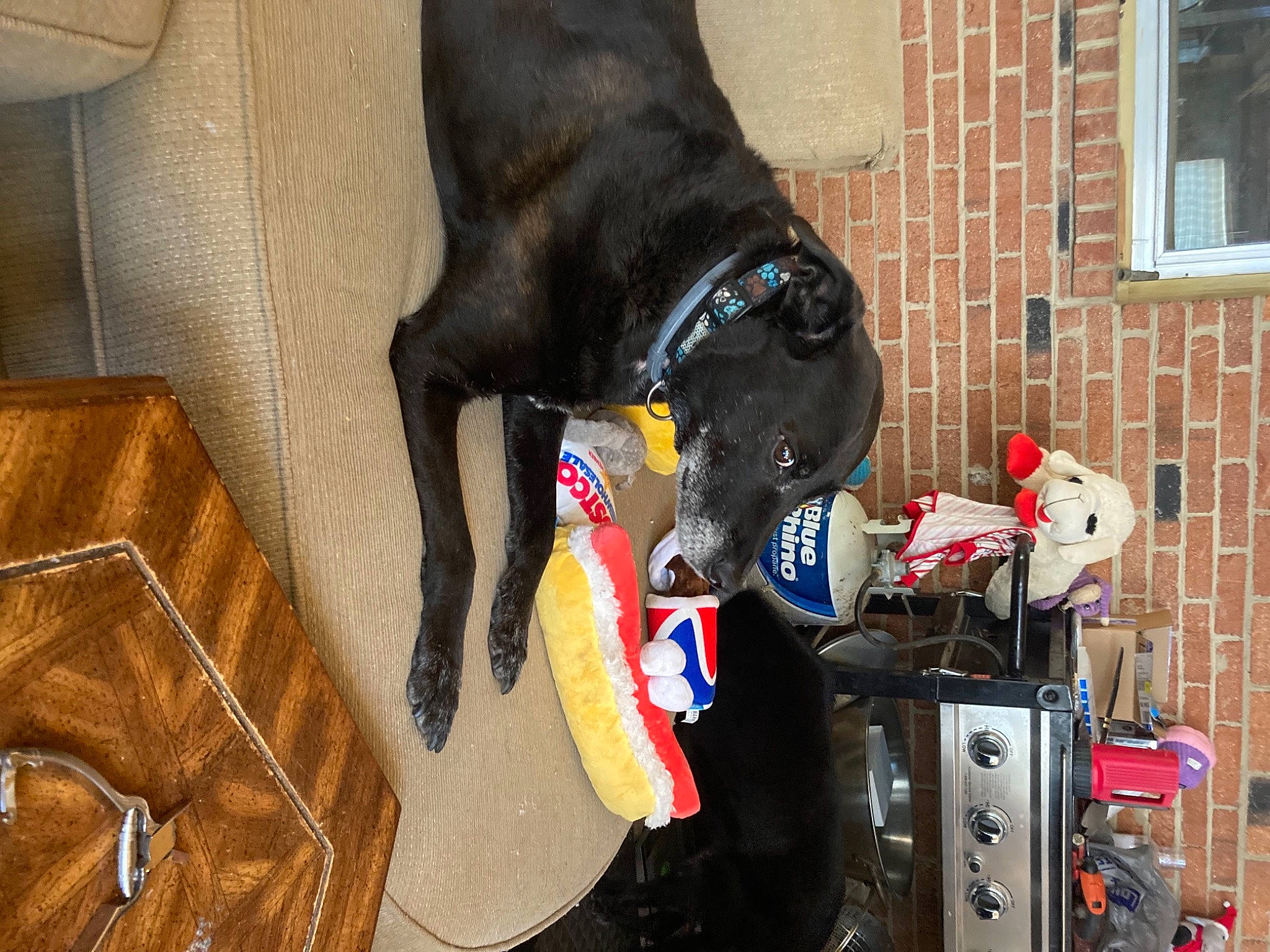 Reggie joined the competition — help win amazing prizes! brickwork, canidae, carnivore, collar, comfort, companion_dog, dog, dog_breed, dog_collar, dog_supply, fawn, guard_dog, liver, machine, pet_supply, snout, sporting_group, tail, window, working_animal