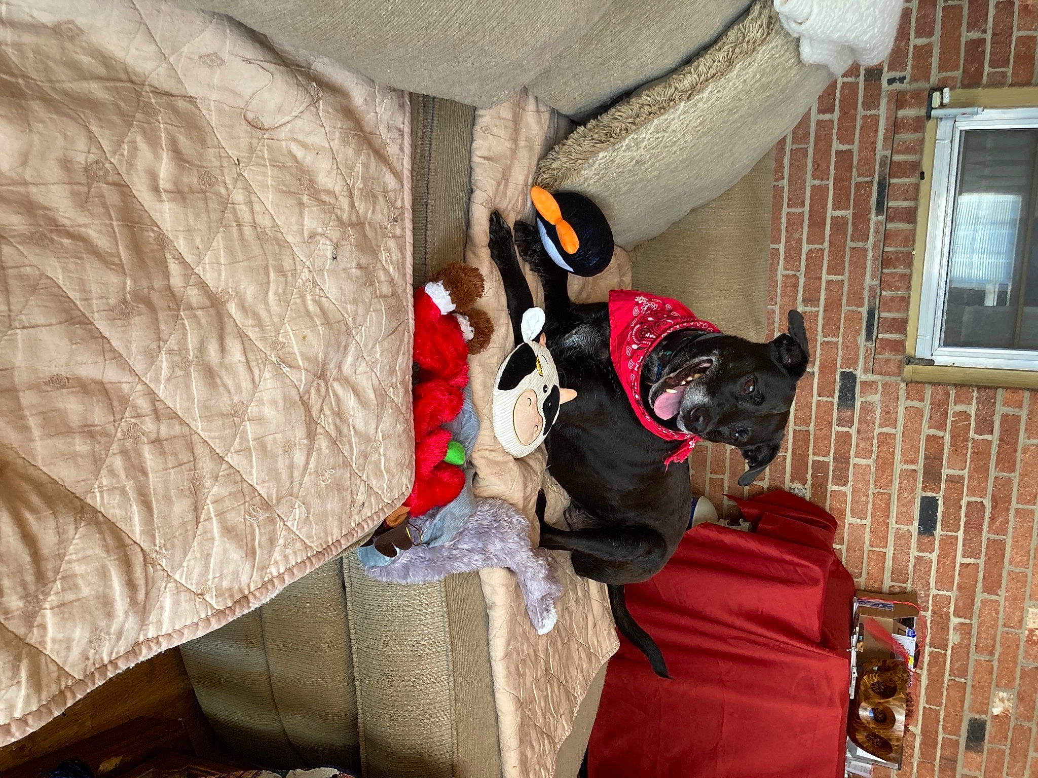 Reggie joined the competition — help win amazing prizes! bag, carmine, carnivore, comfort, companion_dog, couch, dog, dog_breed, dog_supply, fawn, flooring, fur, interior_design, linens, luggage_and_bags, room, sporting_group, vertebrate, window, wood