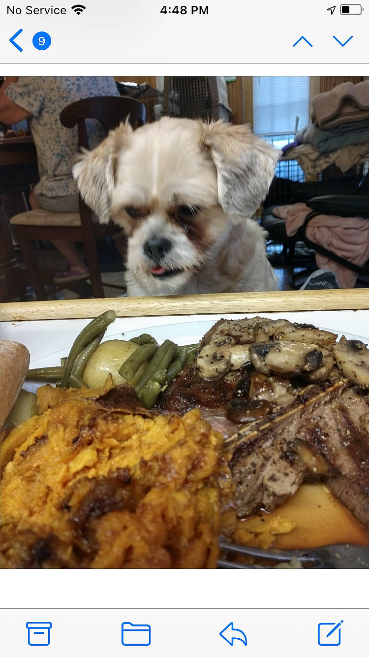 Zuzu is registered to the contest to win money with this photo: carnivore, chair, chicken_meat, companion_dog, cooking, cuisine, dish, dog, dog_supply, food, fork, fried_food, ingredient, meat, plate, produce, recipe, tableware, toy_dog, vegetable