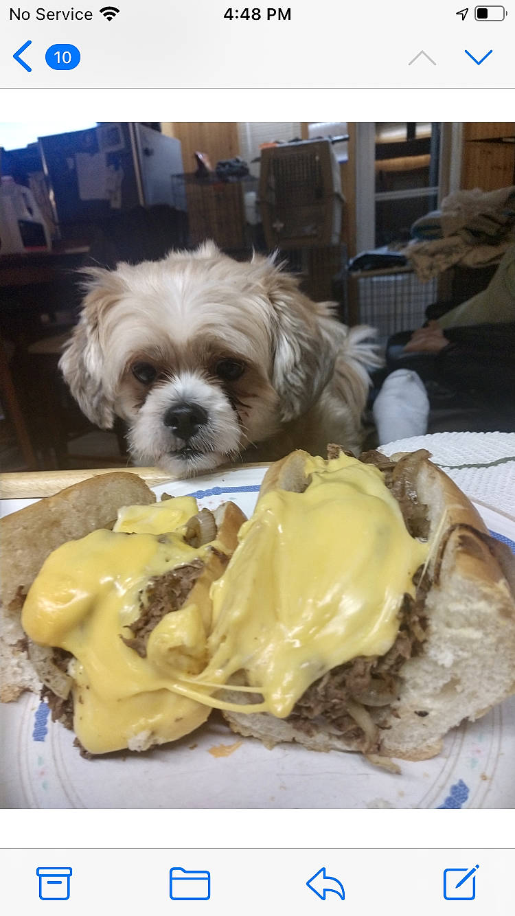 Zuzu joined the competition — help win amazing prizes! carnivore, companion_dog, condiment, cuisine, dairy, dish, dog, dog_breed, food, gelato, ingredient, liver, produce, recipe, shih_tzu, small_terrier, sorbetes, tableware, toy_dog, working_animal