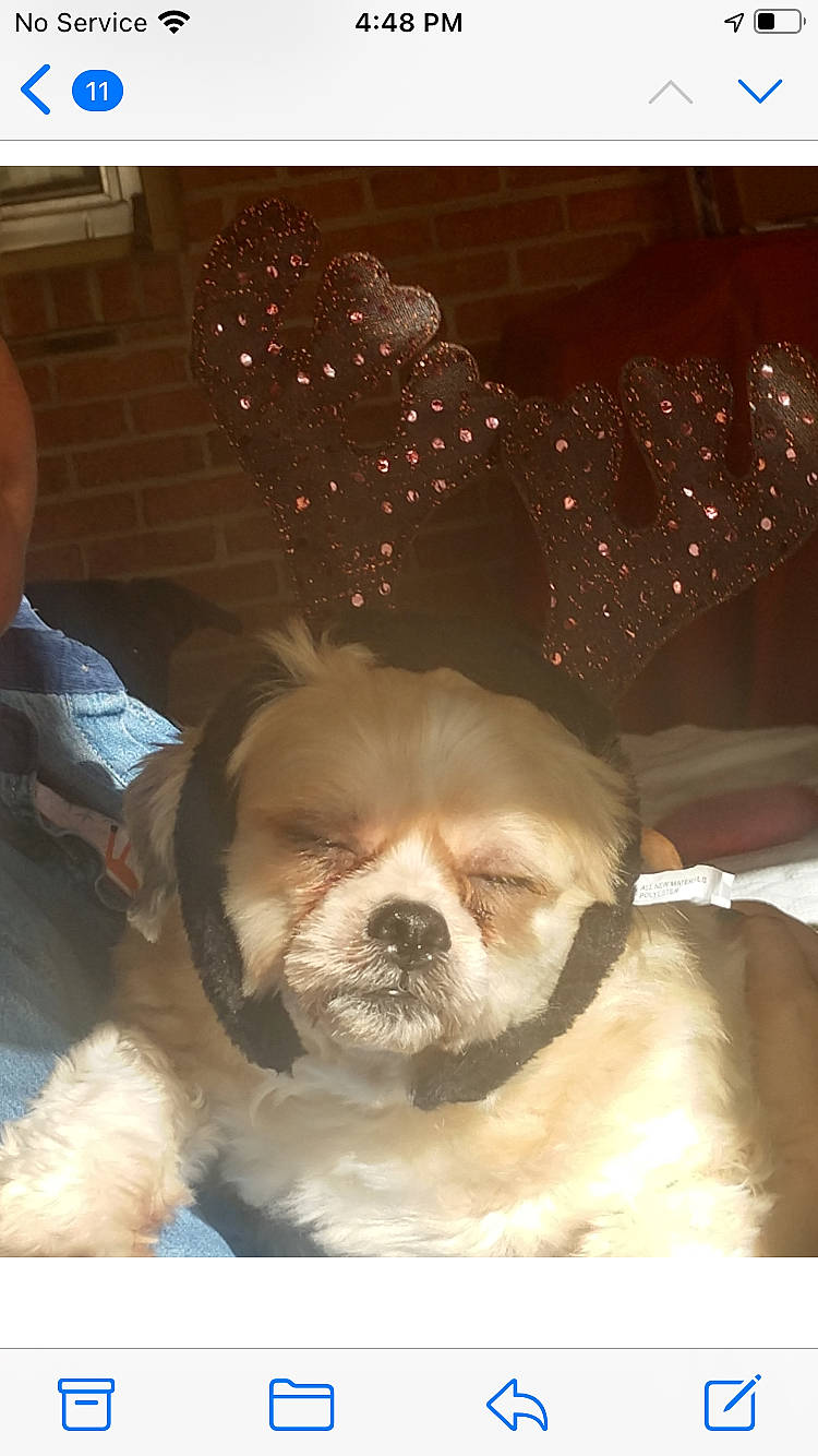 Zuzu is registered to the contest to win money with this photo: bulldog, canidae, carnivore, comfort, companion_dog, dog, dog_breed, ear, fawn, fur, liver, puppy_love, sleep, snout, sporting_group, terrestrial_animal, toy_dog, whiskers, working_animal, wrinkle