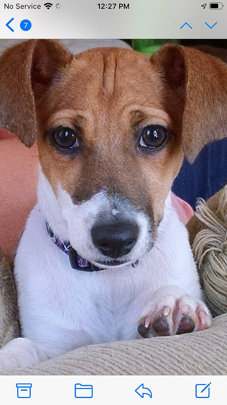 Riley joined the competition — help win amazing prizes! ancient_dog_breeds, canidae, carnivore, collar, companion_dog, dog, dog_breed, dog_collar, fawn, fur, hunting_dog, irishjacks, photo_caption, puppy, snout, sporting_group, terrestrial_animal, terrier, whiskers