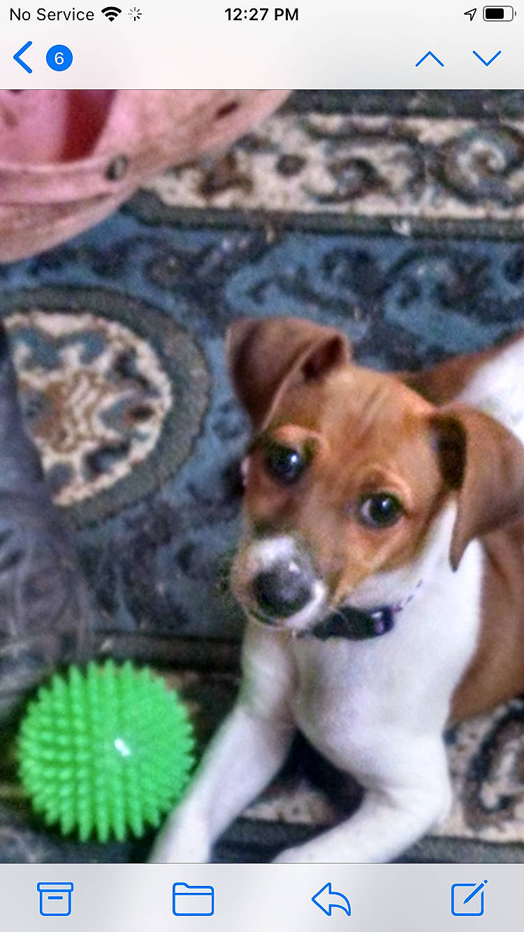 Riley joined the competition — help win amazing prizes! ancient_dog_breeds, canidae, carnivore, circle, companion_dog, dog, dog_breed, fawn, linens, pattern, photo_caption, serveware, snout, sporting_group, terrestrial_animal, terrestrial_plant, toy_dog, whiskers, working_animal