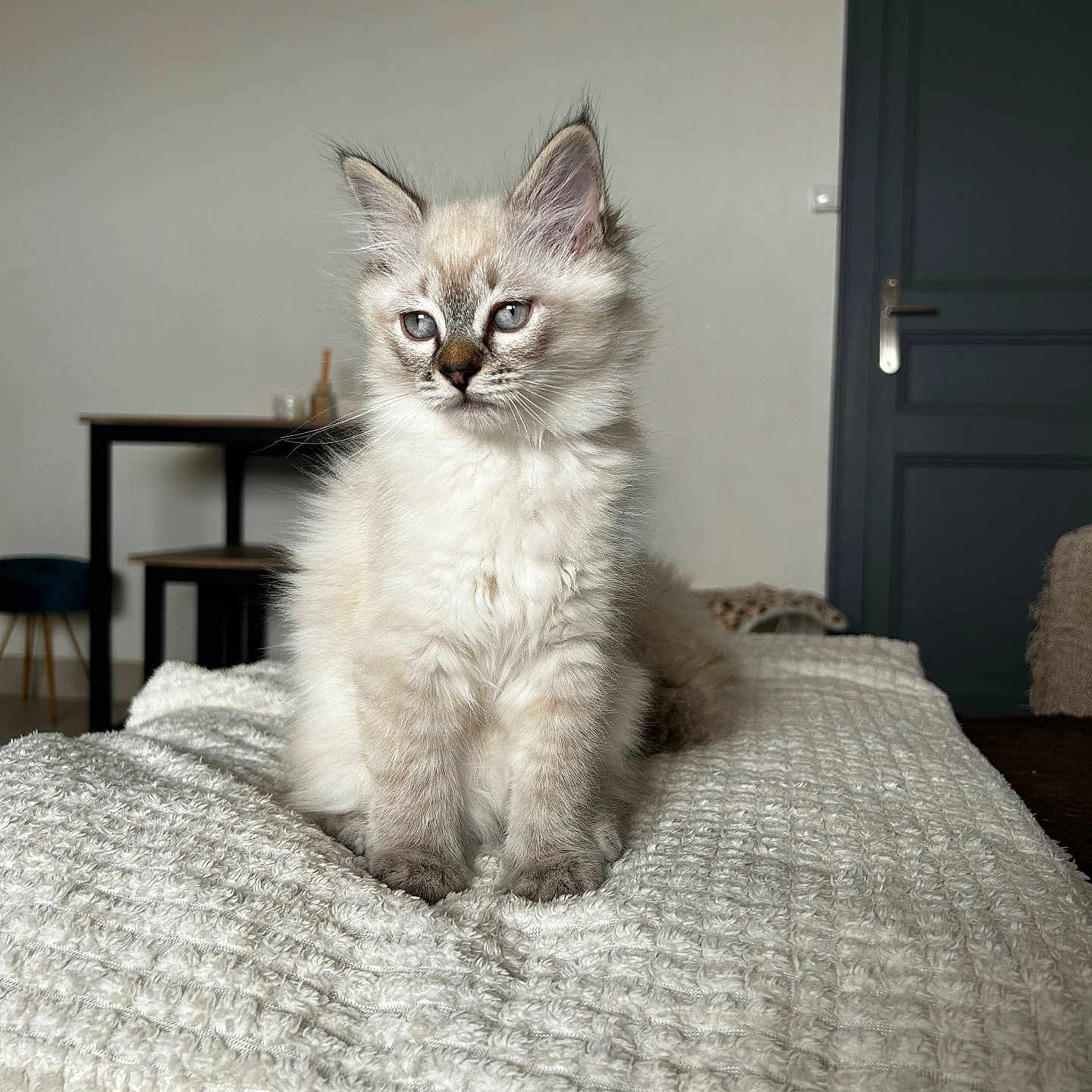 Sanji participe au concours pour gagner de l'argent avec cette photo : abyssinian, angora, animal, bed, bedroom, blanket, cat, door, furniture, hardwood, homedecor, indoors, kitten, linen, manx, pet, quilt, room, siamese, wood