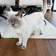 Migo a rejoint le concours — aidez-le/la à gagner de superbes lots ! cat, indoor, wooden_floor, white_rug, furniture, chair, modern, curious, pet, animal, home, domestic_cat, short_hair, light_colored, gray_paws, tail_up, ears, whiskers, eyes, flooring