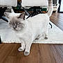 cat, indoor, wooden_floor, white_rug, furniture, chair, modern, curious, pet, animal, home, domestic_cat, short_hair, light_colored, gray_paws, tail_up, ears, whiskers, eyes, flooring