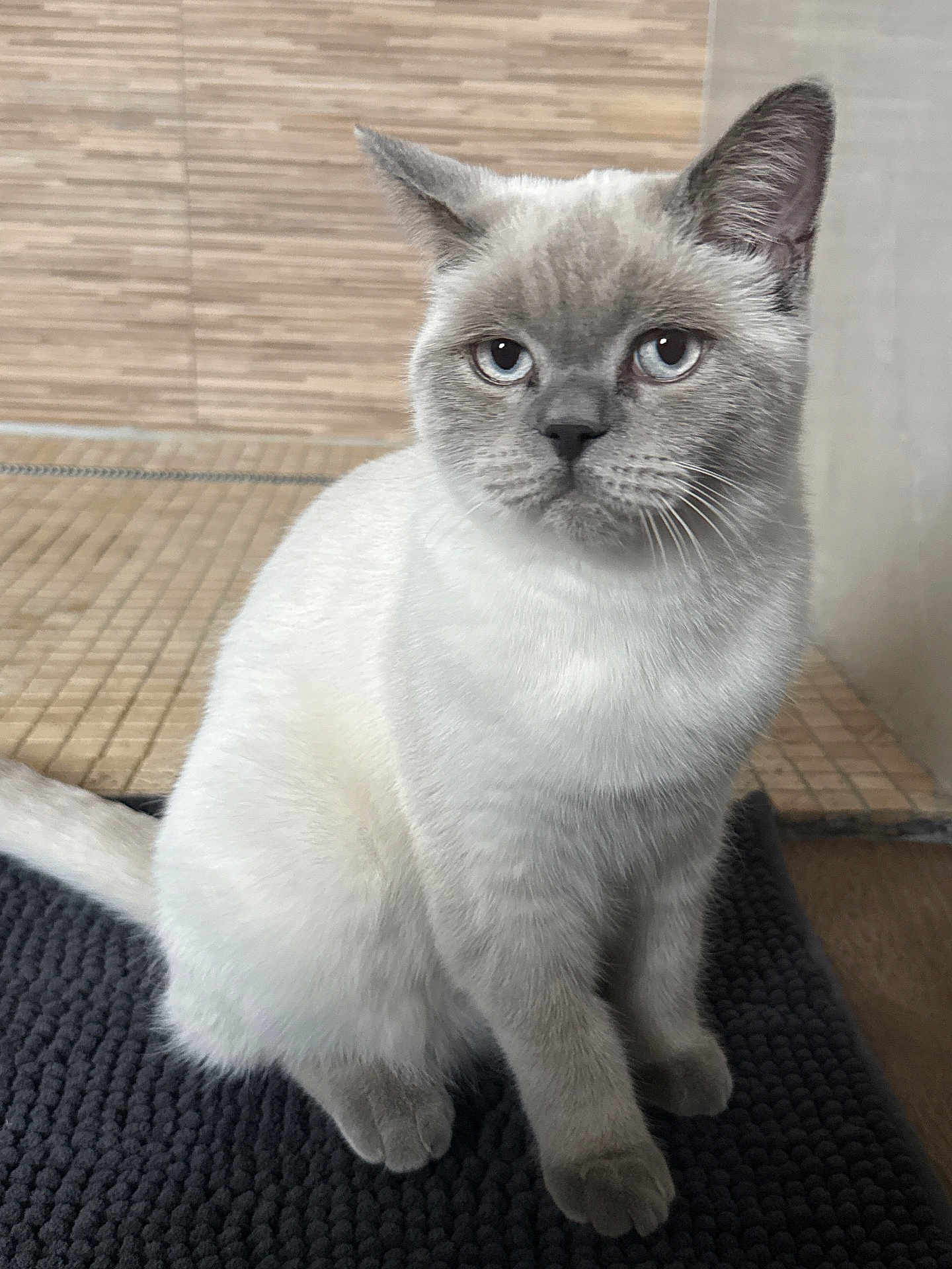 Migo participe au concours pour gagner de l'argent avec cette photo : cat, blue_eyes, sitting, fur, pet, indoor, close_up, animal, cute, whiskers, gray, white, mat, floor, tile, portrait, feline, domestic_cat, calm, young