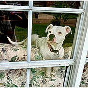 Gigi joined the competition — help win amazing prizes! dog, white_dog, window, glass_window, floral_couch, collar, pet, indoor, reflection, curious, animal, domestic_animal, resting, looking_outside, house, furniture, daylight, window_frame, canine, companion