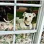 dog, white_dog, window, glass_window, floral_couch, collar, pet, indoor, reflection, curious, animal, domestic_animal, resting, looking_outside, house, furniture, daylight, window_frame, canine, companion