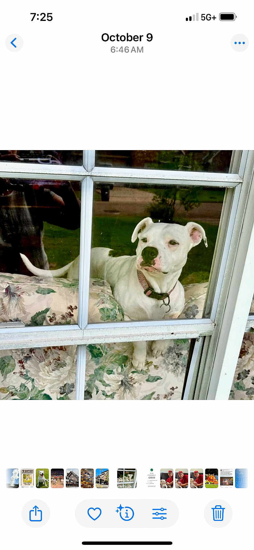 Gigi joined the competition — help win amazing prizes! dog, white_dog, window, glass_window, floral_couch, collar, pet, indoor, reflection, curious, animal, domestic_animal, resting, looking_outside, house, furniture, daylight, window_frame, canine, companion