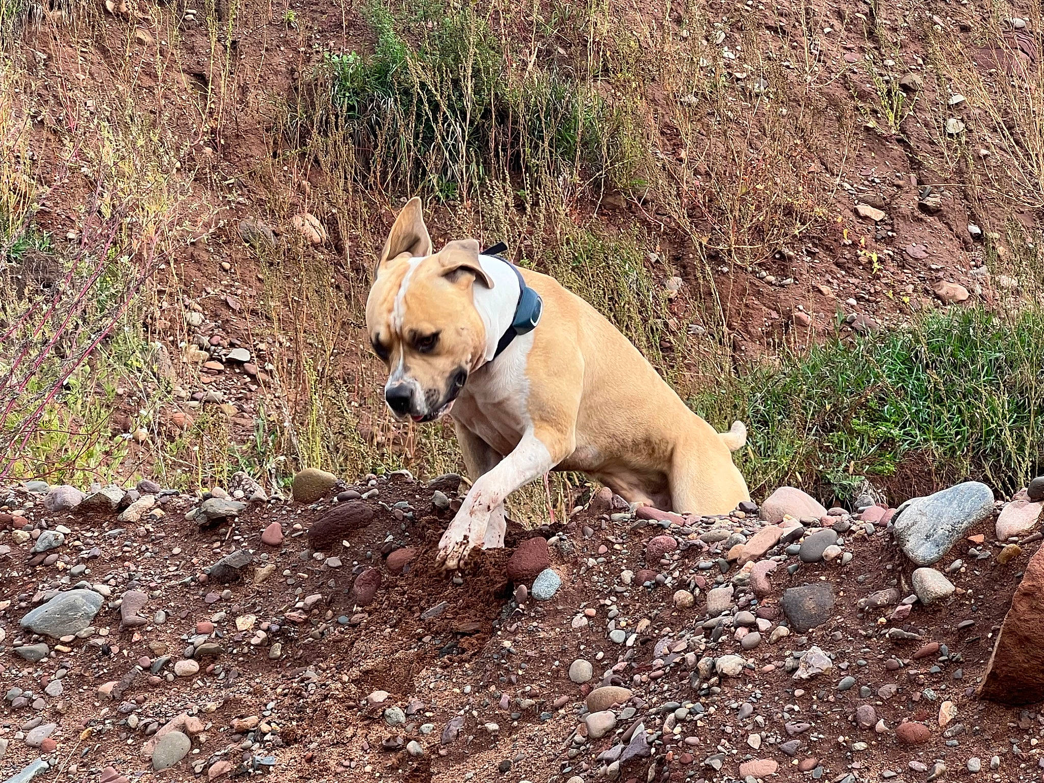 Ham joined the competition — help win amazing prizes! canidae, carnivore, collar, companion_dog, dog, dog_breed, dog_collar, fawn, grass, mammal, non_sporting_group, plant, rock, soil, sporting_group, tail, terrestrial_animal, vertebrate, working_animal, working_terrier