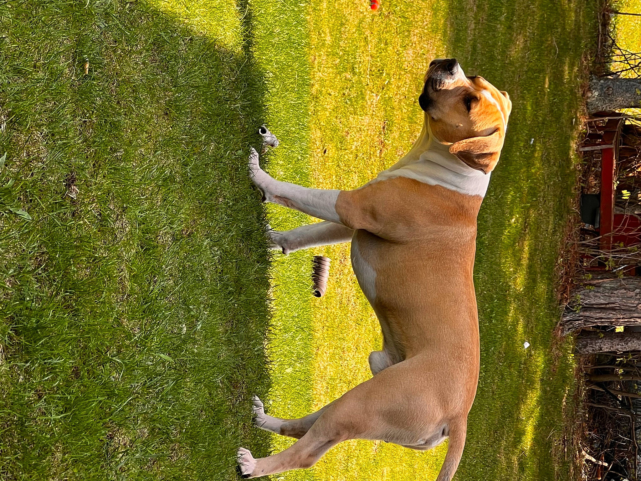 Ham is registered to the contest to win money with this photo: art, barechested, canidae, carnivore, companion_dog, dog, dog_breed, fawn, grass, groundcover, human_leg, people_in_nature, plant, shadow, sporting_group, tail, terrestrial_animal, tints_and_shades, trunk, wood