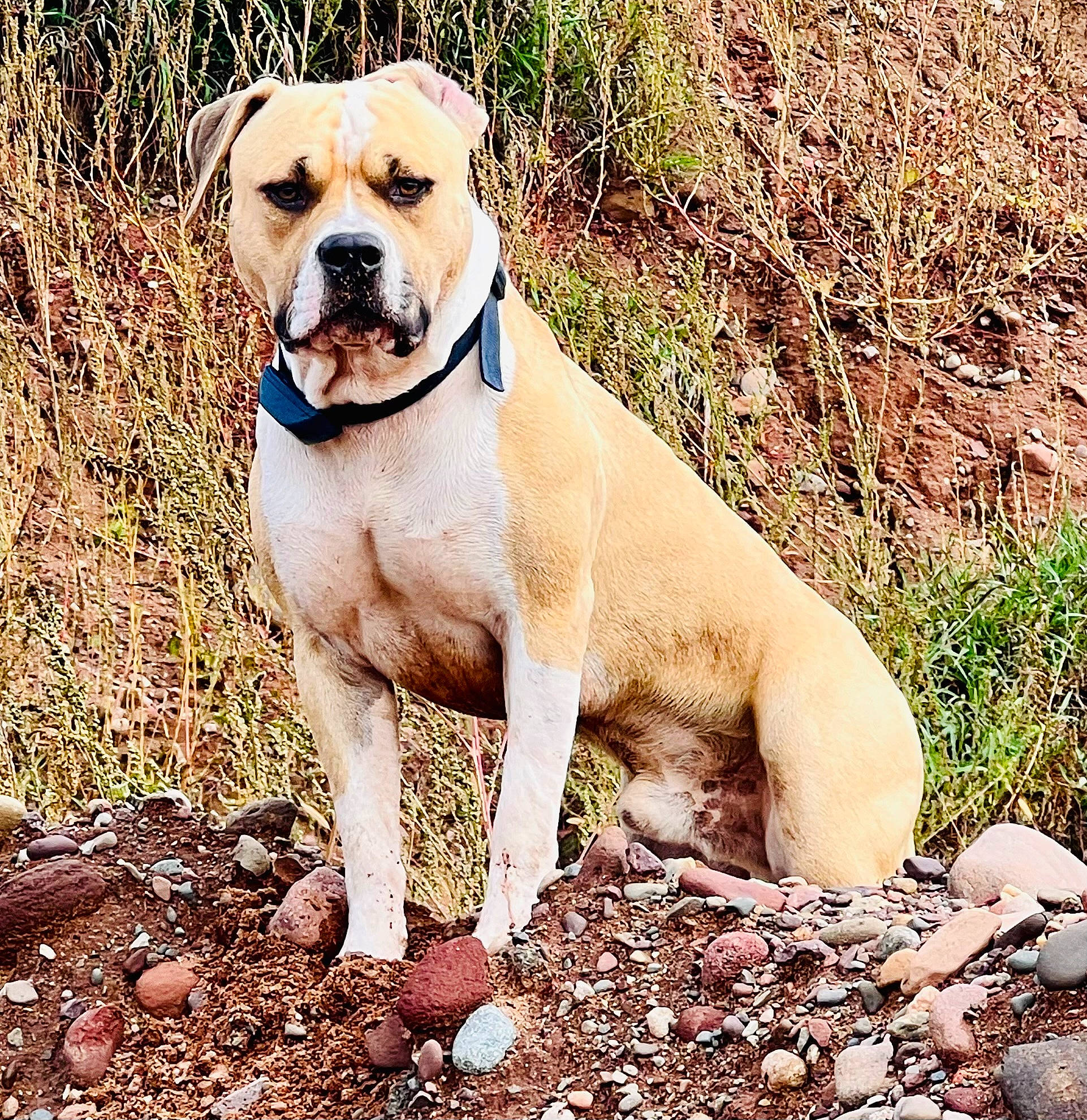 Ham is registered to the contest to win money with this photo: adventure, bulldog, canidae, carnivore, collar, companion_dog, dog, dog_breed, dog_collar, grass, molosser, plant, soil, sporting_group, tail, terrestrial_animal, whiskers, working_animal, working_dog, wrinkle