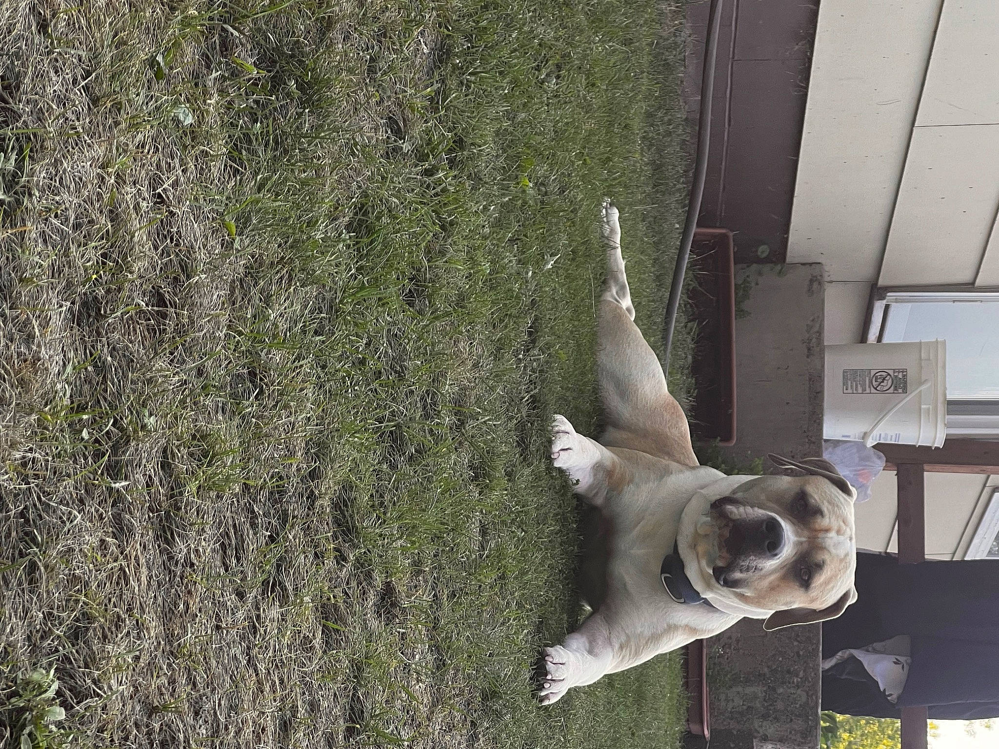 Ham is registered to the contest to win money with this photo: carnivore, companion_dog, dog, dog_breed, door, fawn, grass, non_sporting_group, plant, sporting_group, tail, terrestrial_animal, toy_dog, wood, working_animal