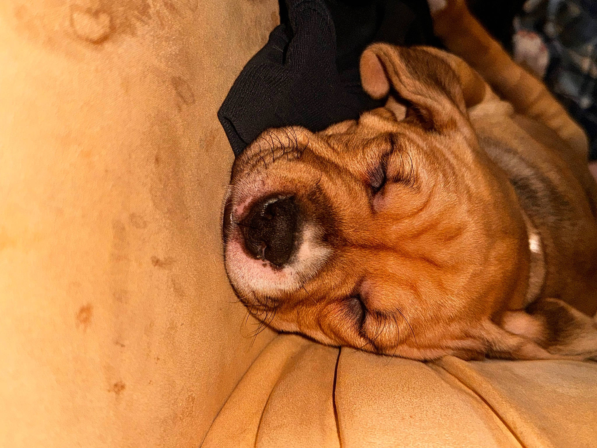 Nugget joined the competition — help win amazing prizes! art, canidae, carnivore, close_up, comfort, companion_dog, dog, dog_breed, ear, fawn, felidae, fur, paw, snout, terrestrial_animal, toy_dog, whiskers, wood, working_animal, wrinkle