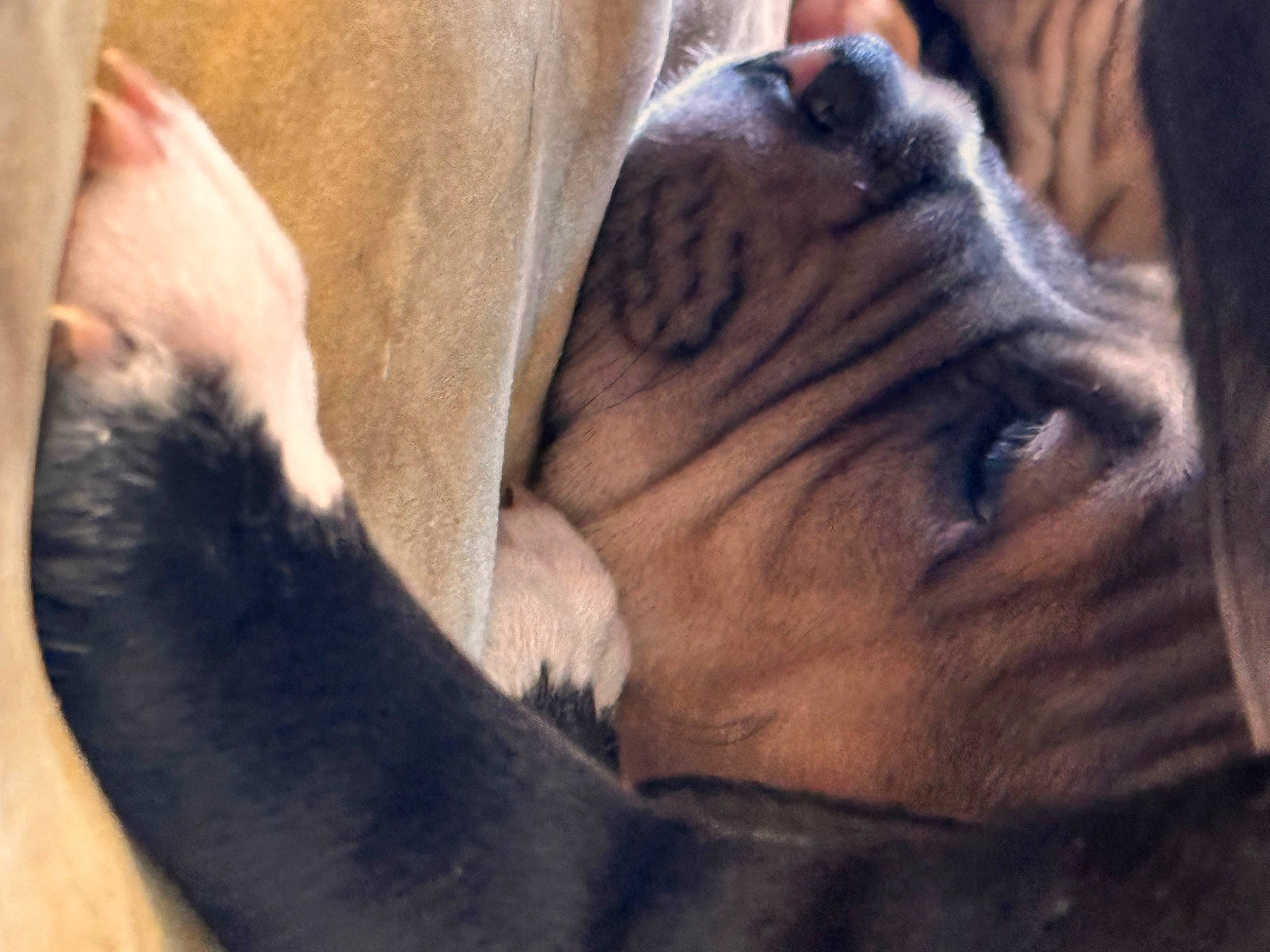 Chunk is registered to the contest to win money with this photo: big_cats, canidae, carnivore, comfort, companion_dog, dog, dog_breed, ear, fawn, felidae, foot, fur, human_leg, paw, snout, sporting_group, terrestrial_animal, whiskers, working_animal, wrinkle