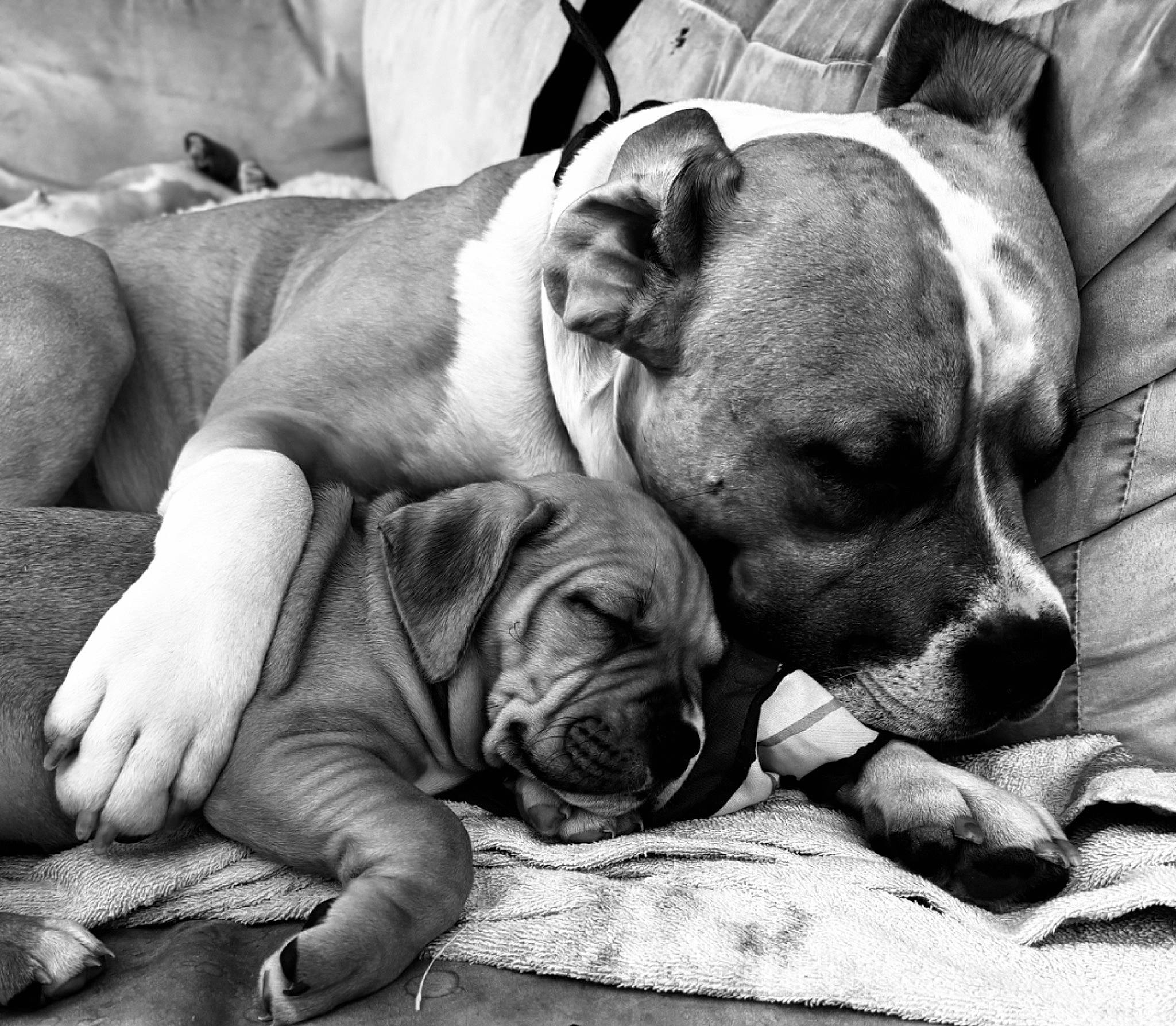 Chunk joined the competition — help win amazing prizes! ancient_dog_breeds, bored, canidae, carnivore, comfort, companion_dog, dog, dog_breed, fawn, monochrome, monochrome_photography, nap, non_sporting_group, sleep, snout, sporting_group, terrestrial_animal, whiskers, working_animal, wrinkle