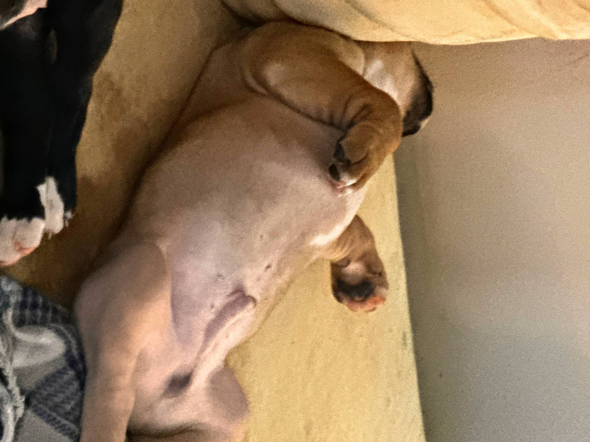 Chunk joined the competition — help win amazing prizes! abdomen, art, chest, comfort, companion_dog, dog, dog_breed, fawn, foot, gesture, human_leg, livestock, sculpture, sporting_group, suidae, terrestrial_animal, trunk, wood, working_animal, wrinkle