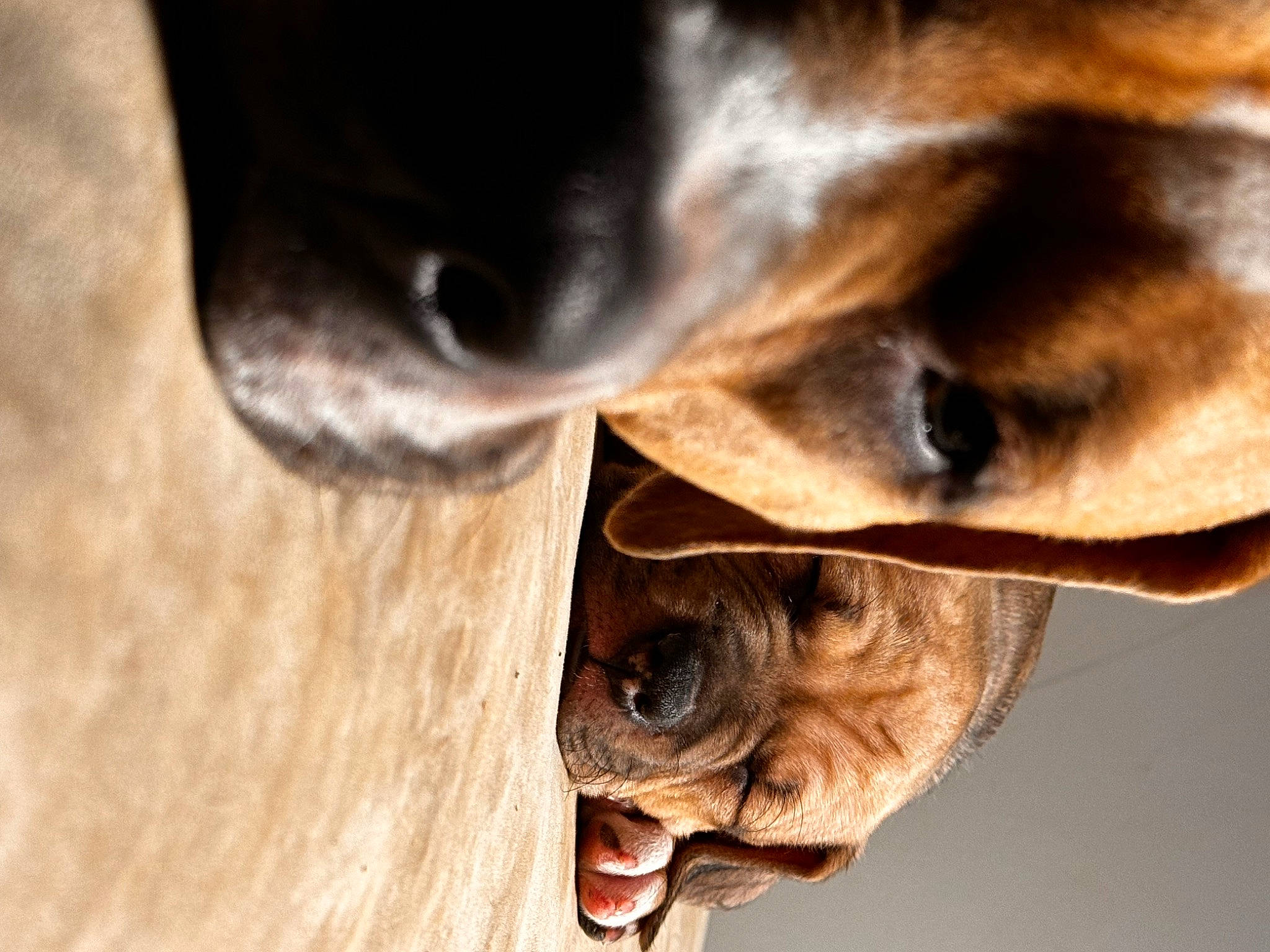 Chunk joined the competition — help win amazing prizes! carnivore, close_up, collar, companion_dog, dog, dog_breed, ear, eye, fawn, head, human_body, liver, nose, plant, snout, tree, whiskers, wood, working_animal, wrinkle