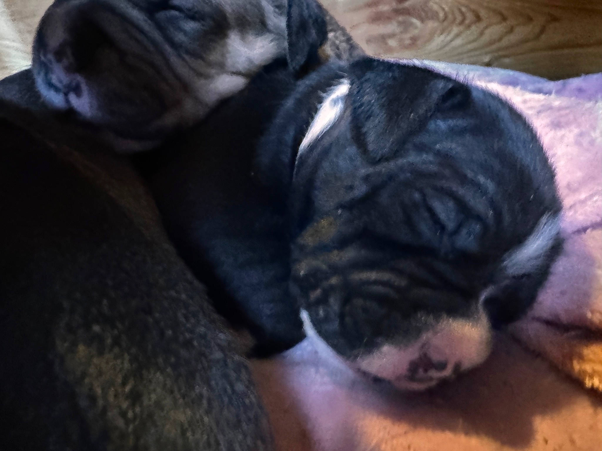 Lady Bug is registered to the contest to win money with this photo: bored, bulldog, canidae, carnivore, comfort, companion_dog, dog, dog_breed, fawn, fur, non_sporting_group, pug, sporting_group, tail, terrestrial_animal, toy_dog, whiskers, working_animal, wrinkle